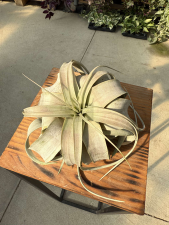 TILLANDSIA XEROGRAPHICA P12,5