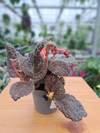 EPISCIA BRĄZOWA P6
