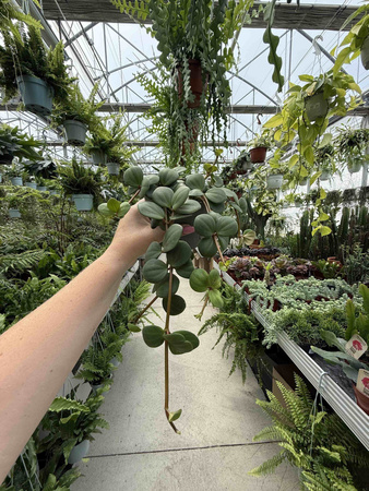 PEPEROMIA HOPE P12