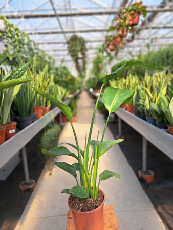 STRELITZIA NICOLAI P15