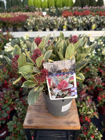 SKIMMIA PEROSA P13