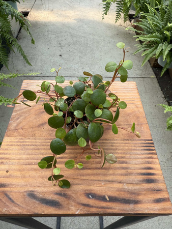 PEPEROMIA PEPPERSPOT P6