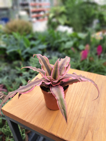 SKRYTOKWIAT - CRYPTANTHUS P6