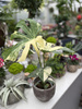 MONSTERA THAI CONSTELLATION P13