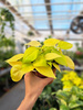PHILODENDRON SCANDENS MICANS LIME P12
