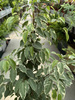FICUS BENJAMININA GOLDEN KING P21