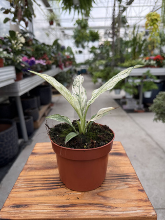SPATHIPHYLLUM SENSATION VARIEGATA P10,5