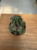 CHAMAECEREUS UBINK RED P5,5