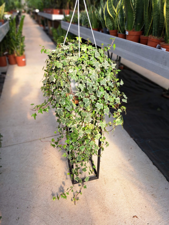 BLUSZCZ HEDERA HELIX EVE P24