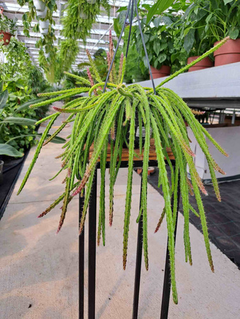 AROPOCATUS MALISONII - OGON SZCZURA P14