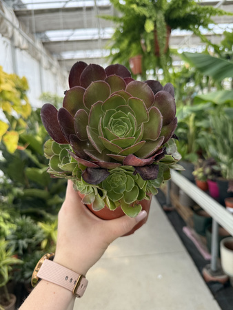 AEONIUM ARBOREUM VELOURS P12