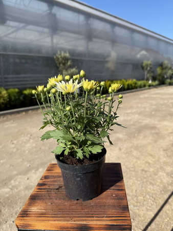 CHRYZANTEMA DROBNOKIATOWA ŻÓŁTA IGIEŁKA MINI P11