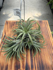 TILLANDSIA TRIO P10