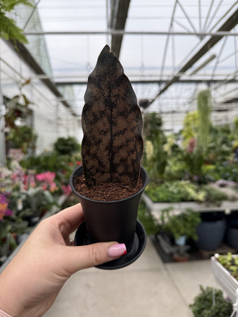 SANSEVIERIA STAR CANYON GRANITE P7