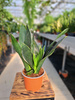 SANSEVIERIA BLACK DIAMOND P12