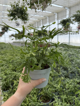 PAPROĆ PTERIS ROWERI P13