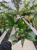 PHILODENDRON FUN BUN P13