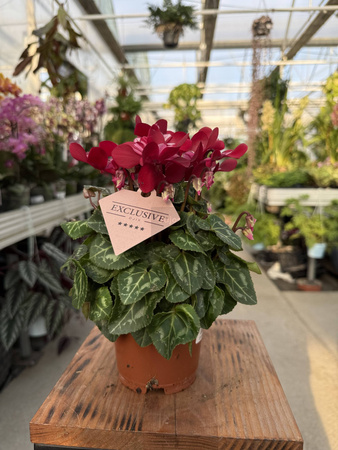 CYCLAMEN CZERWONY P10