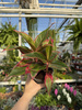 AGLAONEMA CRETE P12