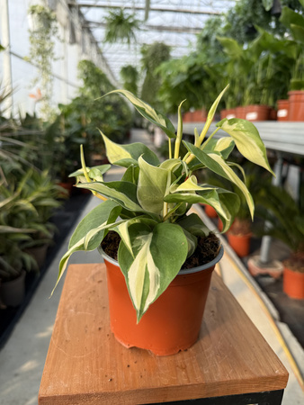 PHILODENDRON SCANDENS RIO P12