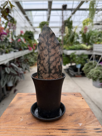 SANSEVIERIA STAR CANYON GRANITE P7