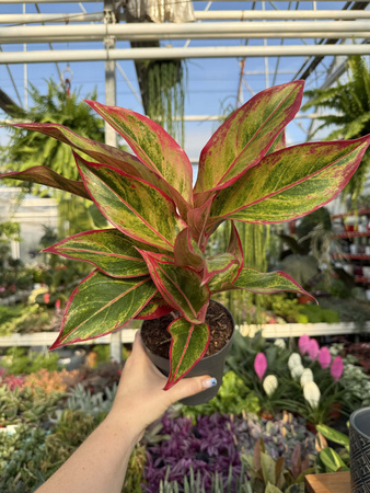 AGLAONEMA JUNGLE LAVA P12