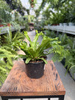 PAPROĆ ASPLENIUM LESLIE P9