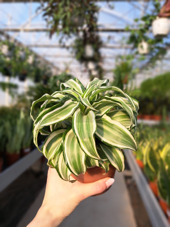 DRACENA KANZI P12