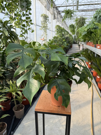 MONSTERA MINIMA P15