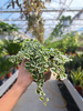 FICUS PUMILA BELLE SUNNY P9