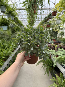 CRASSULA ARBORESCENS P15