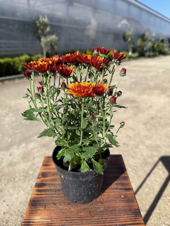 CHRYZANTEMA DROBNOKIATOWA POMARAŃCZOWA MINI P11