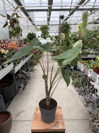ALOCASIA ZEBRINA P14