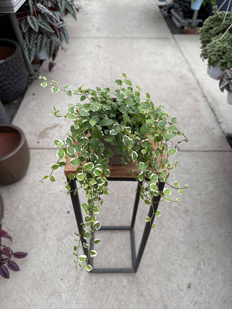 FICUS SAGITTATA BIAŁY P12