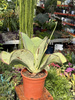 KALANCHOE SYNSEPALA P17