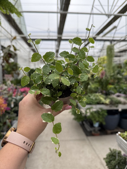 FICUS PUMILA WHITE SUNNY P9