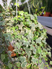 BLUSZCZ HEDERA HELIX EVE P24