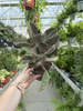 KALANCHOE BEHARENSIS P13
