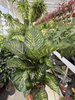 DIEFFENBACHIA MAROBA P21
