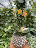 PHALENOPSIS LIMITED 54 P12