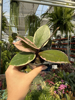 HOYA CARNOSA FLAMINGO DREAM P6