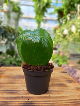 HOYA KERRI PODWÓJNA P6