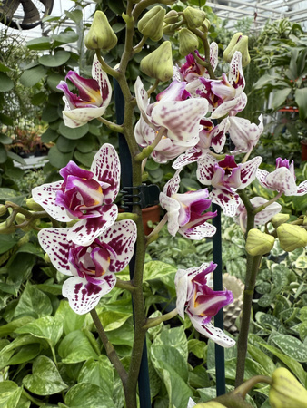 PHALENOPSIS LIMITED 49 P12