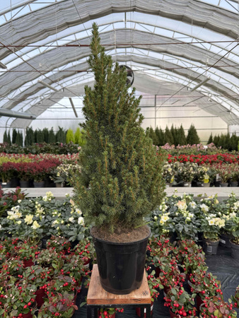 ŚWIERK BIAŁY CONICA P21