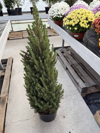 ŚWIERK BIAŁY CONICA P25