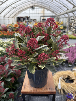 SKIMMIA PEROSA P17