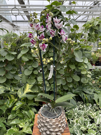 PHALENOPSIS LIMITED 49 P12