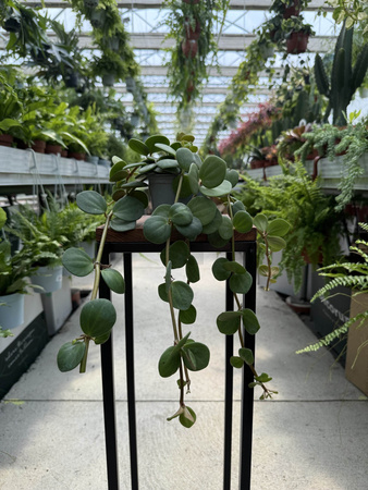 PEPEROMIA HOPE P9