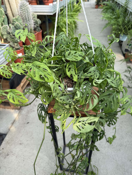 MONSTERA ACUMINATA P20