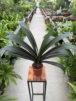 CLIVIA ORANGE P13